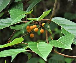 Ficus glandulifera